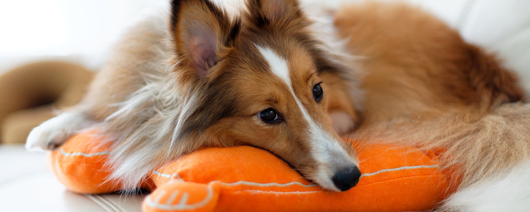 Hund liegt auf Kissen