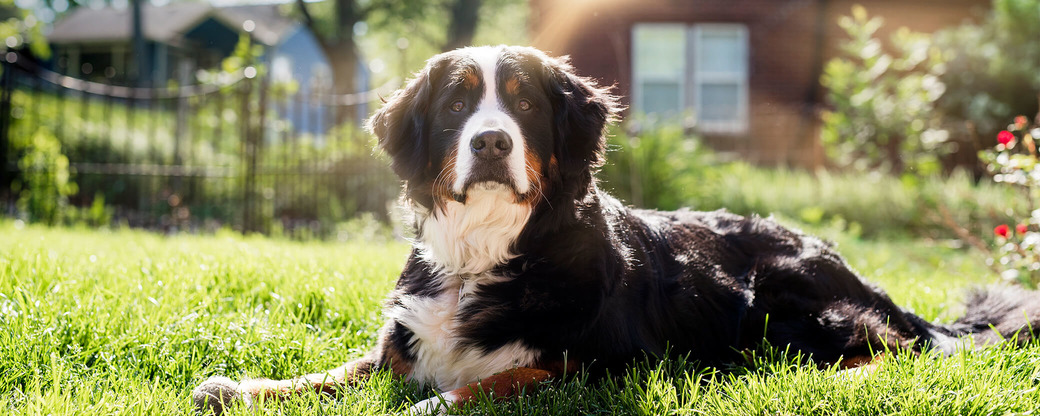 Hund liegt in der Sonne