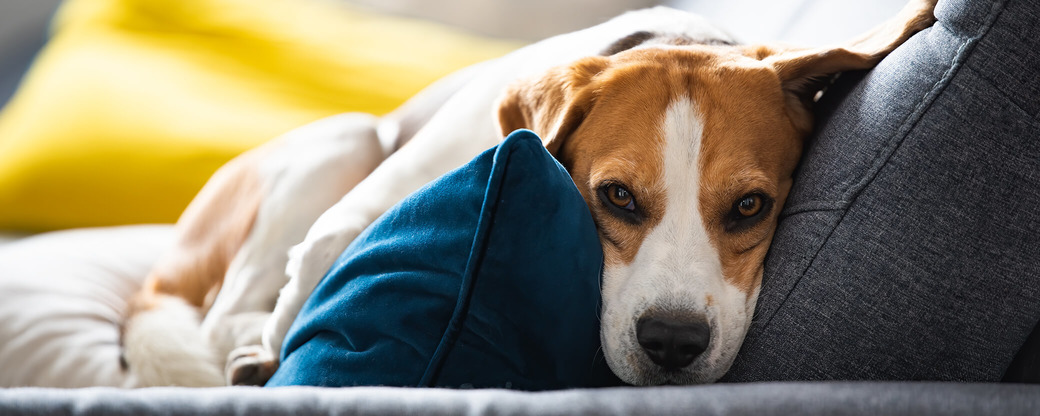Dog has deals dull coat