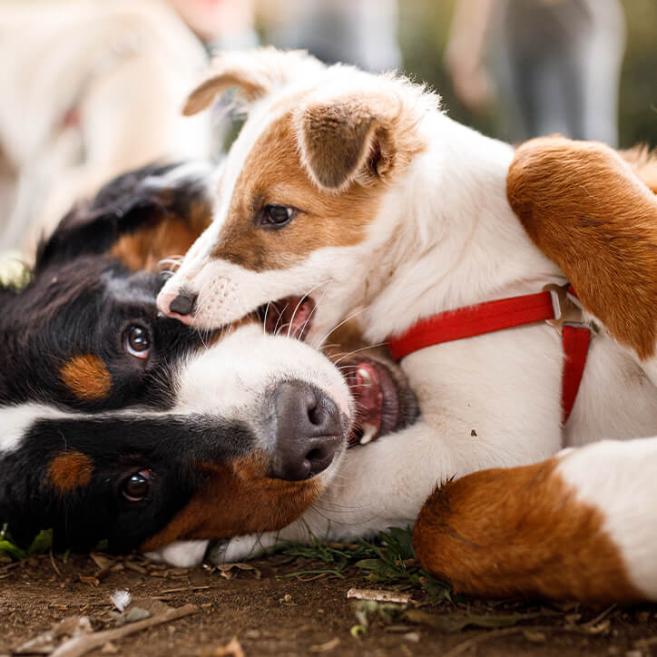 Welpe spielt mit erwachsenem Hund