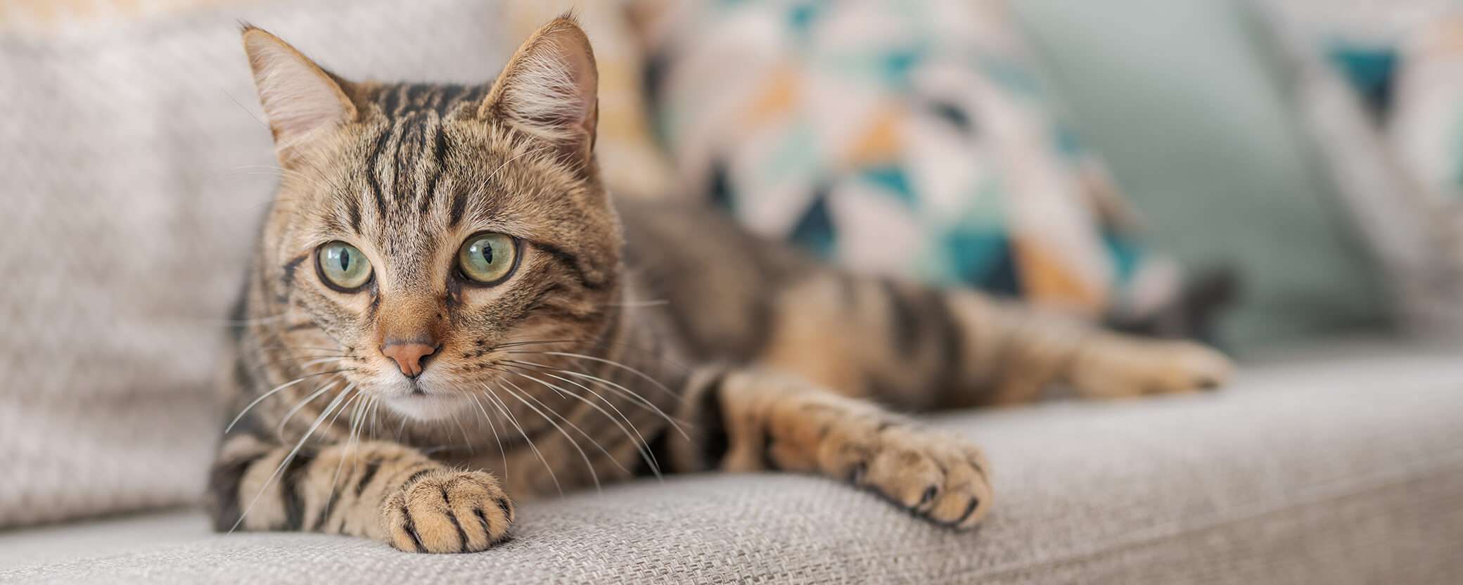 Osteoarthritis of the cat | Doppelherz